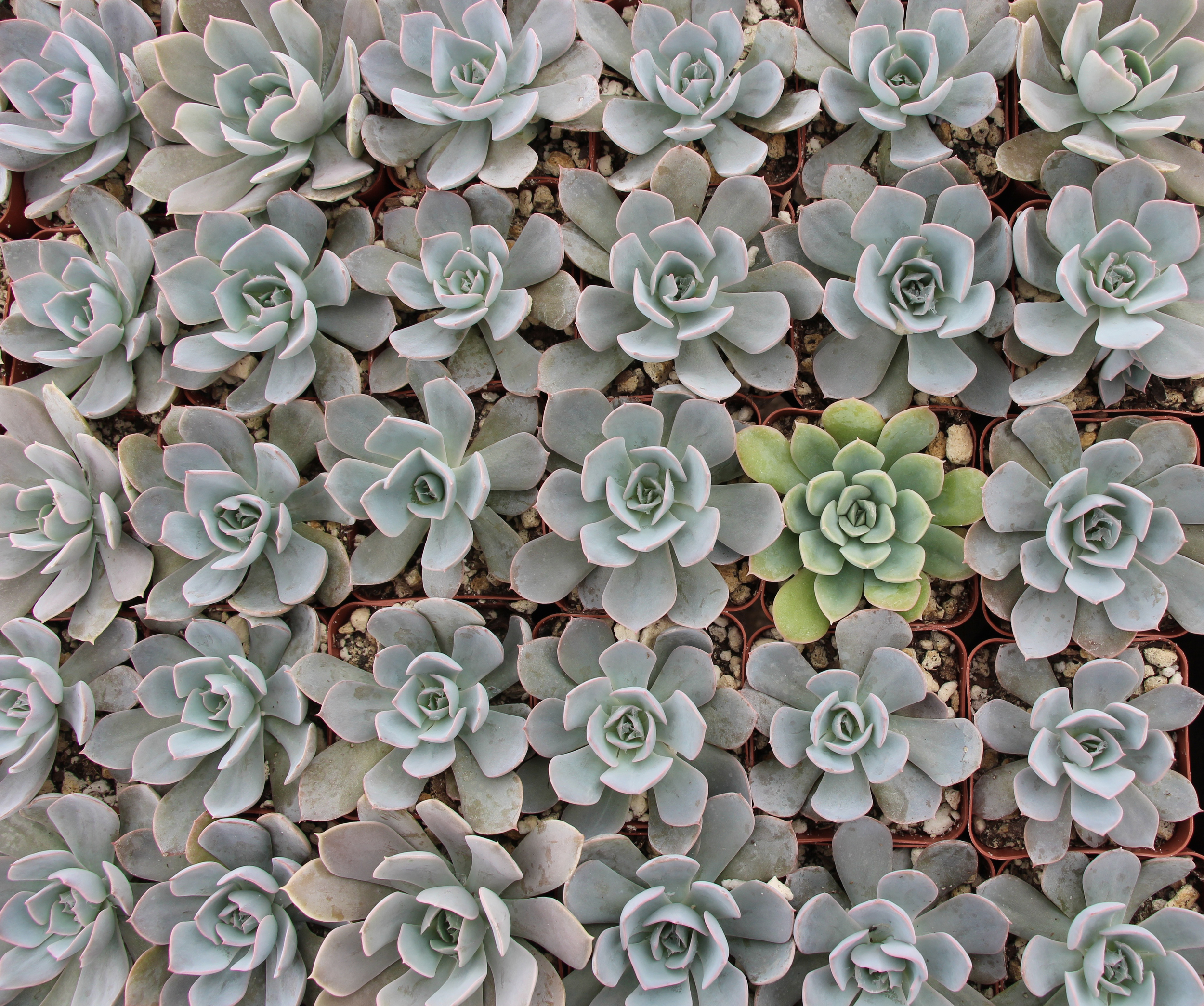Rancho Vista Nursery in Vista, California. Quality cactus and succulents sold wholesale to the trade and public.